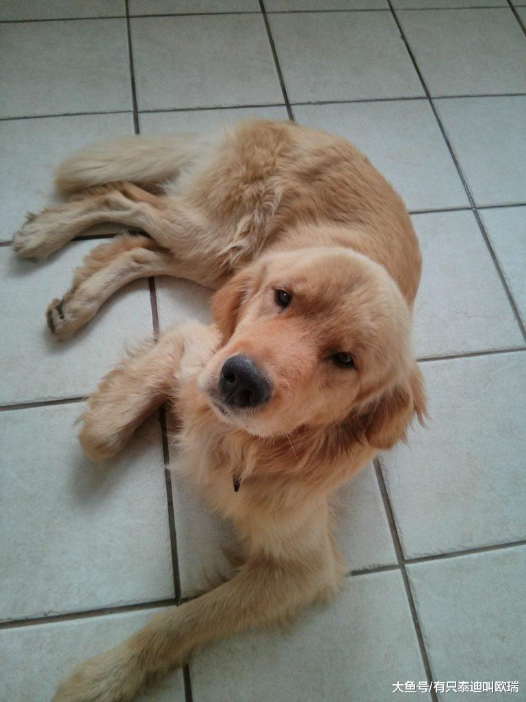 飓风带来了水灾跟「家门口的小黄金」, 暖男看了一眼马上急救!