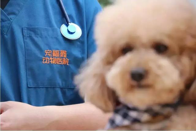 宠业简报|特斯拉研发车内“狗狗安全模式”