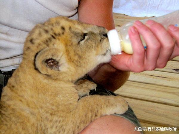 两人把「一手养大的小狮子」放回野外, 结果狮子从未忘记「一见面马上扑倒」钻进怀里撒娇: 是爸爸耶~
