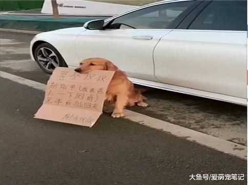 网友担心上厕所车被贴罚单, 就让金毛举牌站岗, 网友: 养狗的好处
