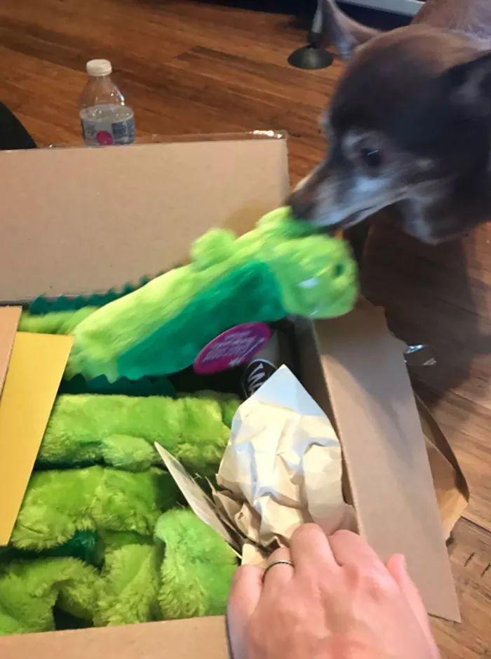 主人上网为年迈狗狗求购绝版玩具, 网友的回应真是让人感动
