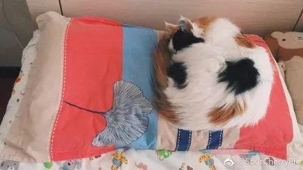 一到冬天, 这铲屎官的床上就容易长猫