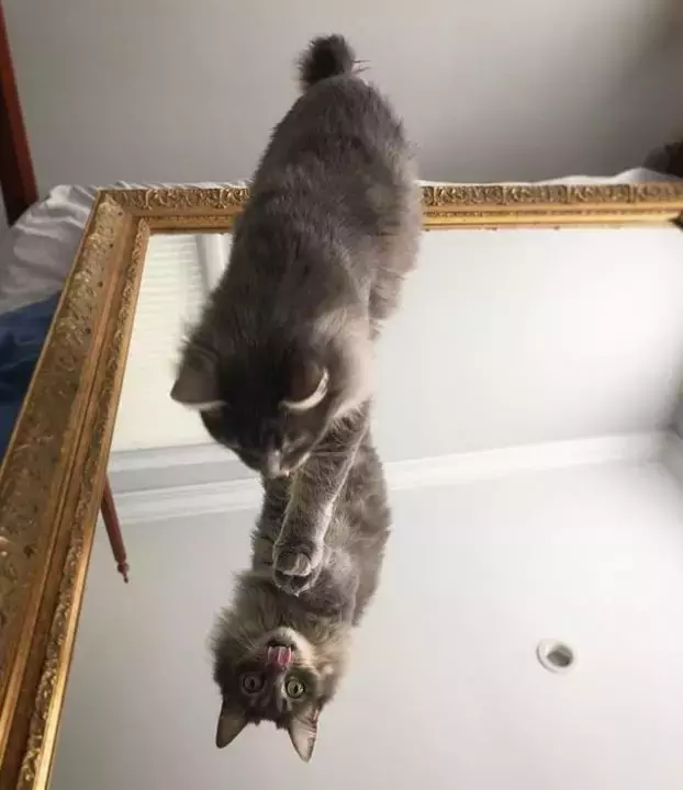 喵星人照镜子的反应, 好可爱