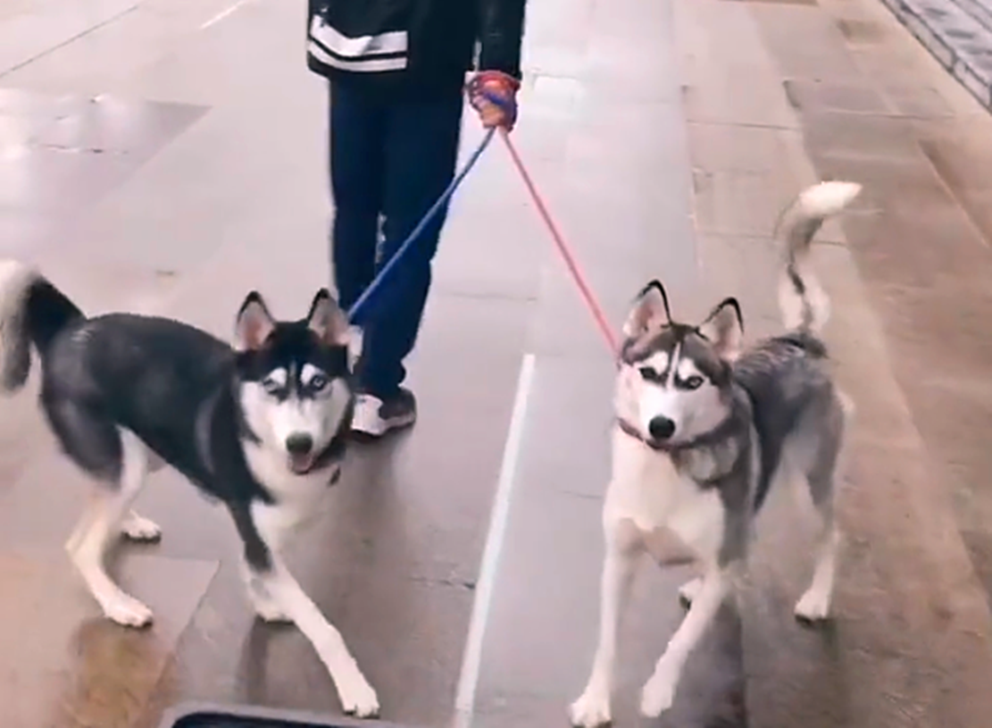 哈士奇抢狗粮挨揍, 气得直喘气, 狗: 吃口狗粮招谁惹谁了……