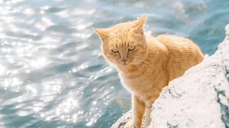 安排! 挑食的猫咪该吃什么? 教你堵住挑剔猫咪的嘴