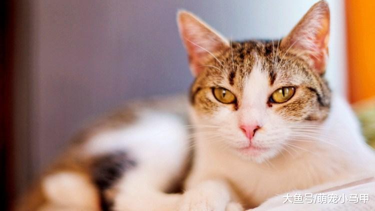 选对猫主子想要的, 挑食都是不存在的!