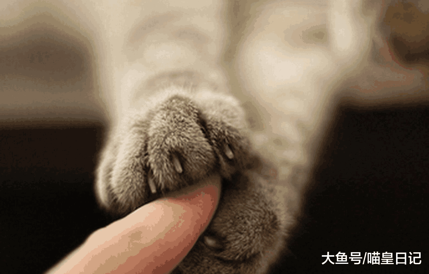 猫为什么不允许你把手放在它的爪子上? 喵星人: 这是地位的象征