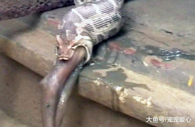 女子半夜被羊咩吵醒, 出去查看原因, 后半夜都处于失眠状态