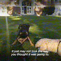 在领养人的帮助下, 后腿残疾的狗狗重新开始奔跑, 爱能治愈一切!