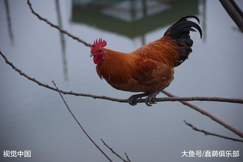 试着用电饭锅来做盐焗鸡翅, 做法简单易上手