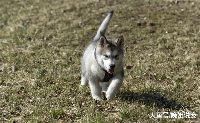 宠主买回一只柴犬, 给它吃了很多好吃的, 二哈见后急得上蹿下跳