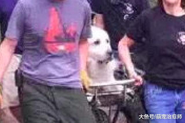 主人带狗爬山减肥, 到山顶后就不愿走了, 人们只好把它抬到山下!