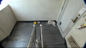 老人晕倒被送院剩忠犬露宿家门, 痴呆的他忘了一切却忘不了这记忆