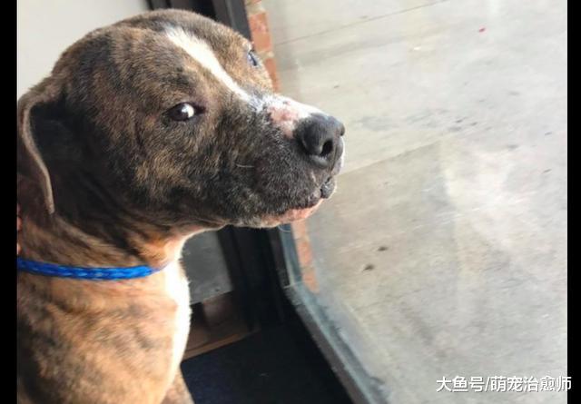 一只诱饵犬深夜被遗弃在垃圾场, 全身伤痕眼神无助, 看了让人心疼