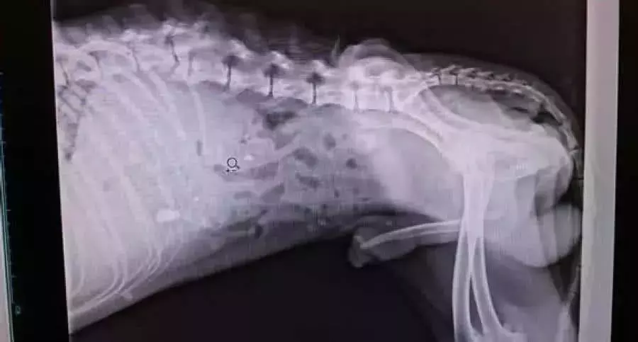 流浪狗总瘫倒在垃圾堆边, 医生给它检查后落泪感叹: 得亏它坚强