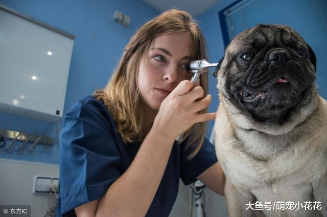 5种最“烧钱”的狗狗, 花钱如流水, 网友: 养不起!