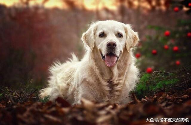 有小孩的家庭, 养狗为什么要养母狗? 原因有5点!