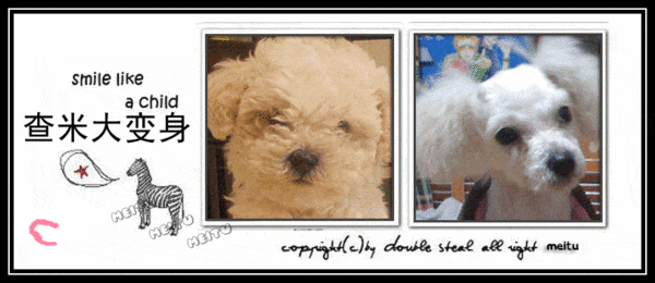 我的婆婆把我心爱的狗狗养成了猪, 你信吗? 反正我是看傻眼了。