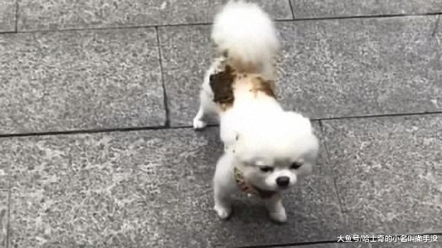狗狗带着一身的屎追着你跑, 你还跑不过它, 你经历过这种绝望吗?