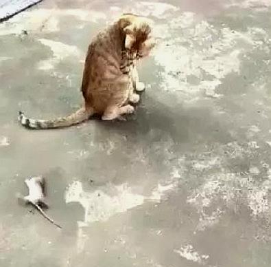 老鼠出门就遇到猫咪, 机智的老鼠装死, 猫咪反应让人大开眼界