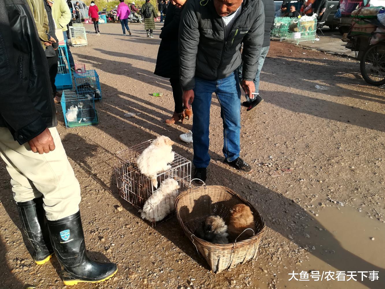 假如你有600元, 在狗市, 可以买到那些宠物狗? 我想买斗牛犬