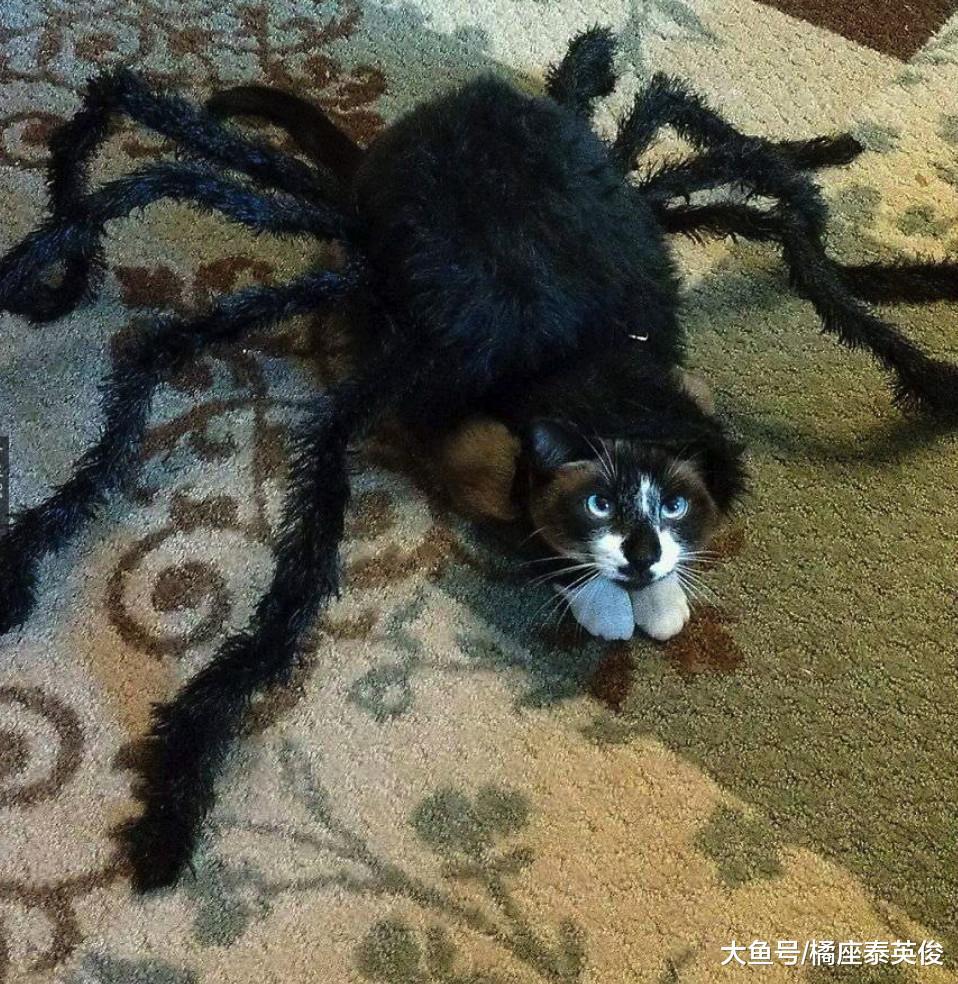 万圣节就在今夜, 主子们准备好折腾你家宠物了吗? 扮鬼指南请查收