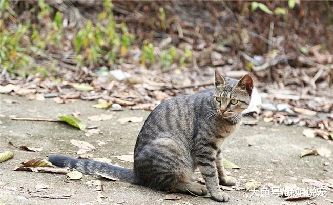 朋友出国留学, 带来去一只国内土猫, 外国朋友见后羡慕不已