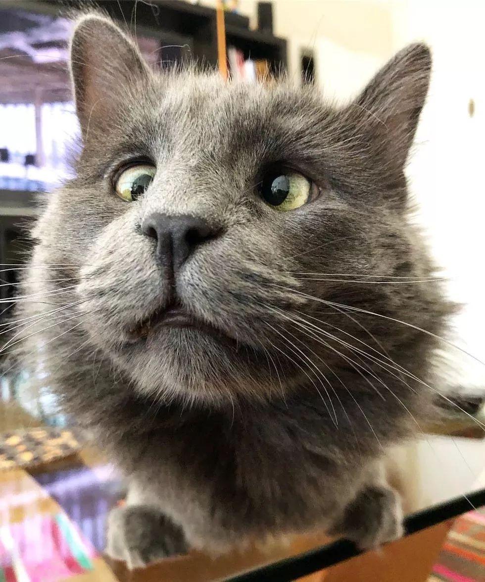 铲屎官领养了只喵星人, 到家才发现这猫居然有当贴身保镖的天赋