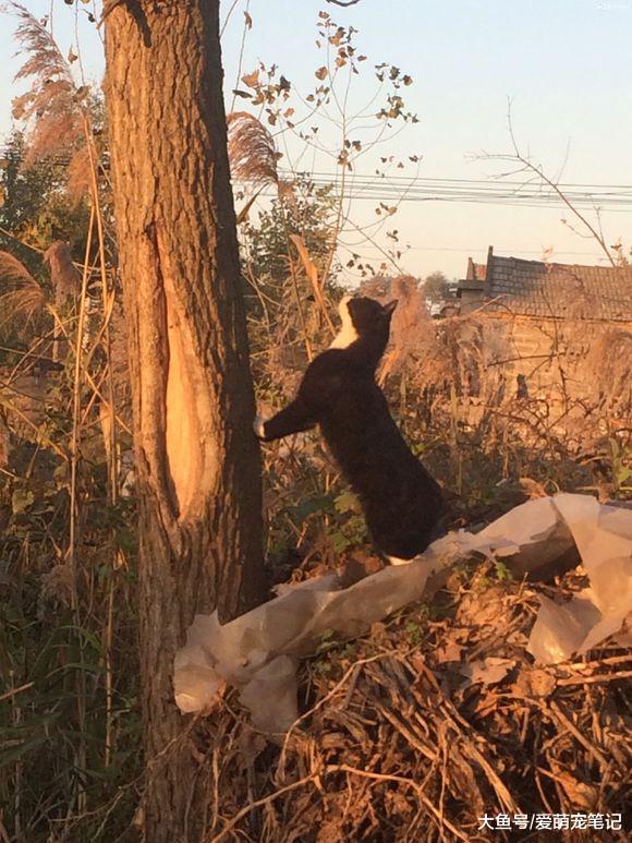 女孩把流浪猫送回乡下老家喂养, 几个月后猫咪依然记得她, 好感动