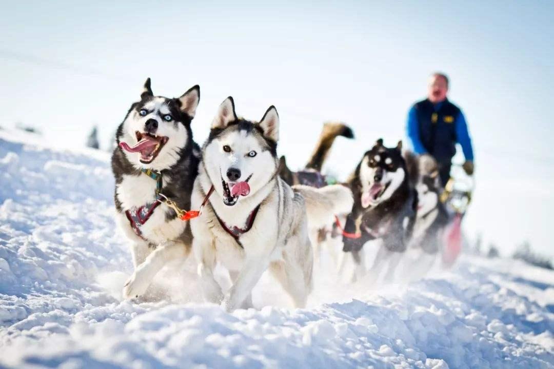 丹麦交通部将承认狗拉雪橇, 可以合法上路, 哈士奇们的春天来了