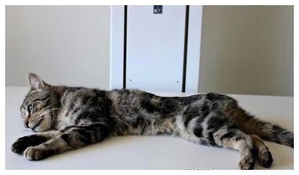 主人不照顾10多只猫咪, 关一个房子, 最后的画面让人出冷汗!