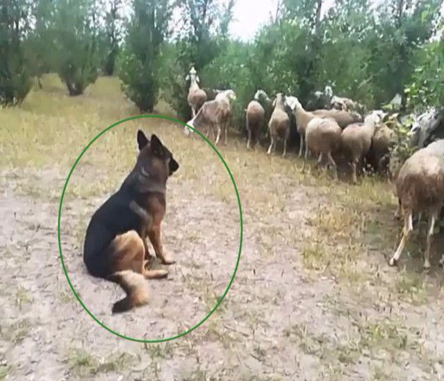 狗狗每天帮主人放羊, 任劳任怨, 这狗给100万也不卖啊