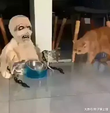 宠主用怪物吓橘猫, 橘猫照样过去吃饭, 果然没辜负这身毛色