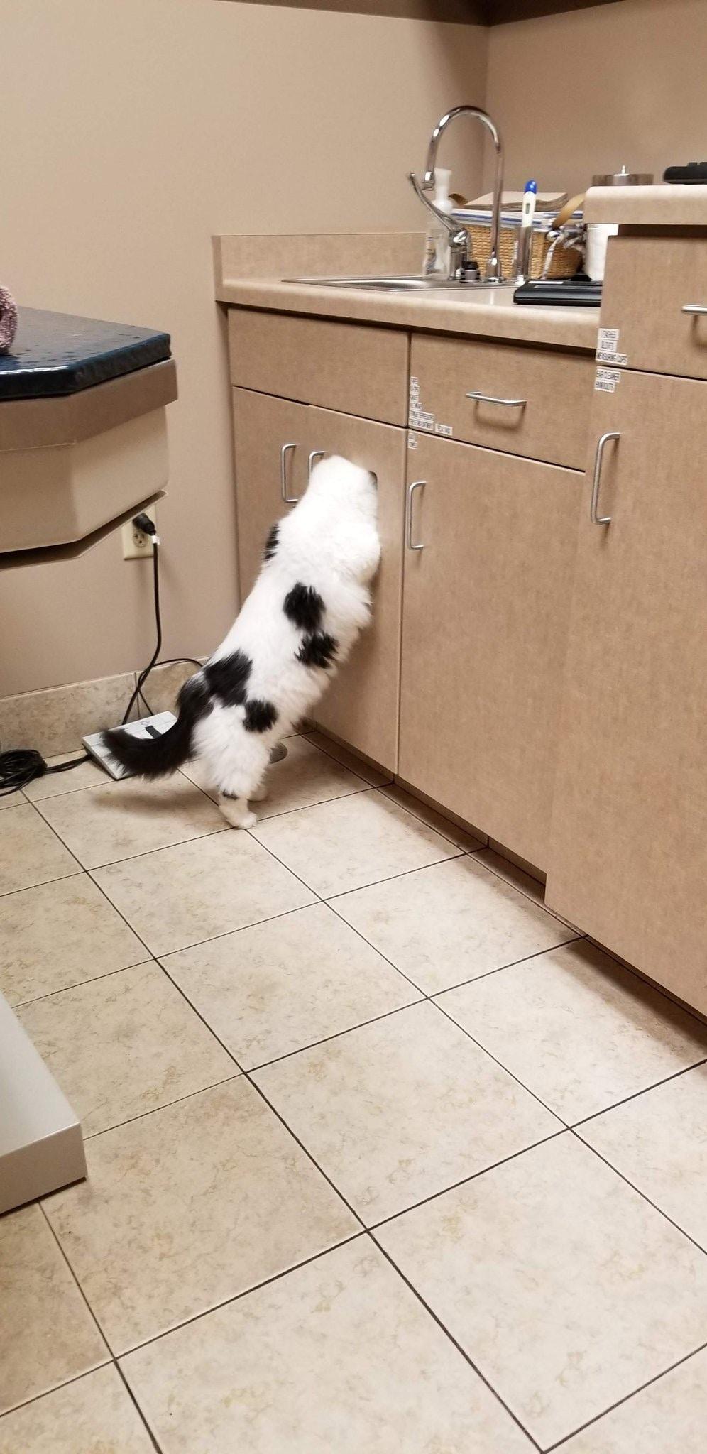 猫星人看医生的千奇百态, 在垃圾桶捞猫是兽医的日常工作