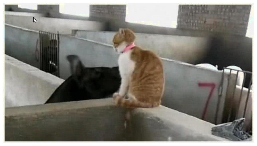 橘猫被主人安排去了猪圈, 它还没工作, 就被一只猪给强吻了