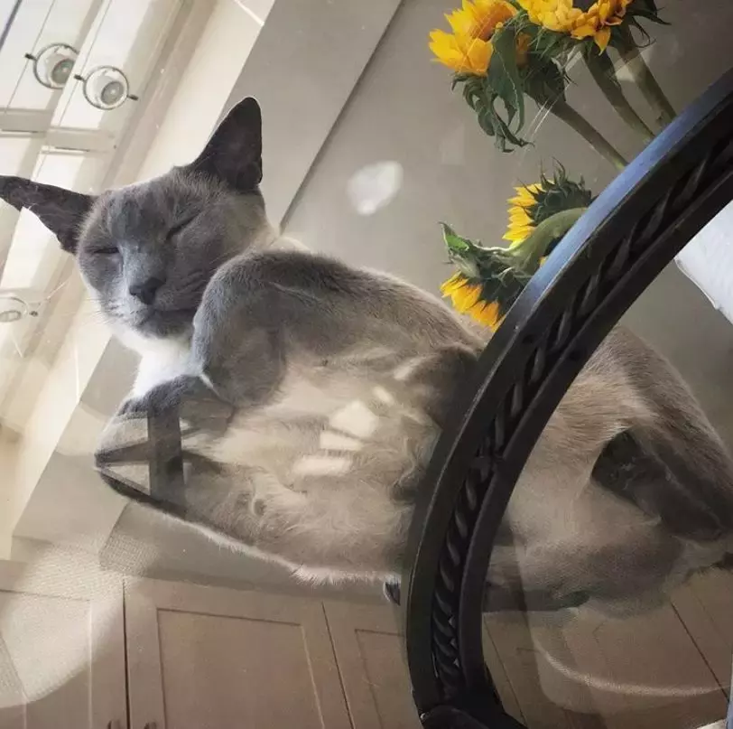 坐在玻璃上的猫咪们, 看完心情都好了