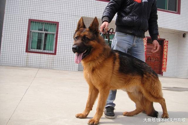 算命的说, 如果狗狗身上有这5个特征, 说明旺你家!