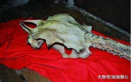 男子野外捡到一副玉白色“龙骨”, 高兴的带去鉴定, 被气哭