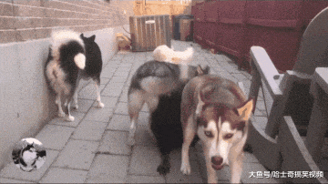 网友养了只猛犬, 结果被二哈“四兄弟”带偏了: 还能看家?