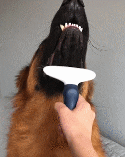 怕吓到人, 狗子居然努力长了一对违和的萌耳朵?