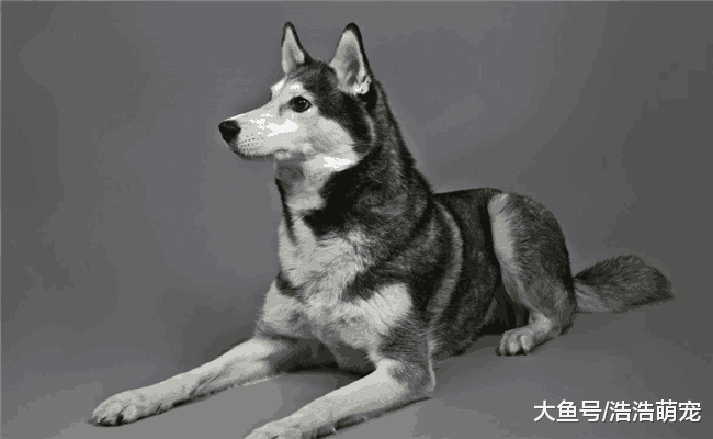 难以被驯服的5种狗狗, 第一种太聪明, 最后一种主人说话压根不听