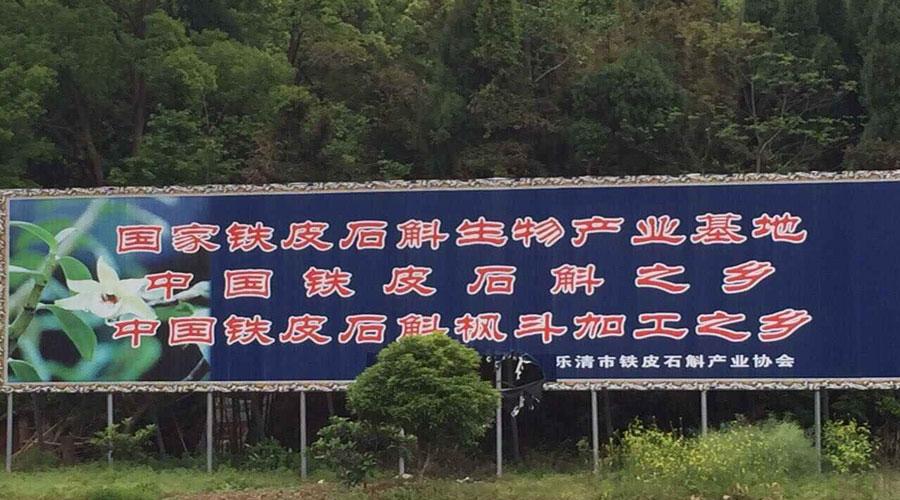 黑节堂 铁皮石斛盆栽