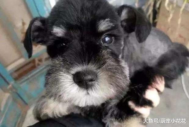 妒忌心最强的5种狗狗, 连看其他狗狗一眼都不行!