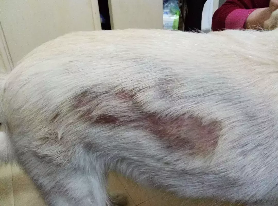 主人帮助狗狗减肥, 结果自己瘦了? 这是什么秘方?