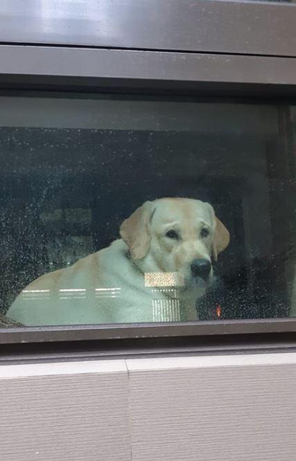 深情狗狗目送主人离家, 伸手敲窗叮嘱主人早去早回, 眼神让人怜惜