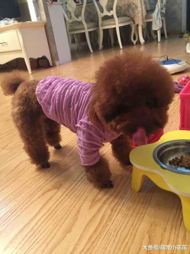 这6种食物, 千万不要让泰迪犬吃, 足以致命!