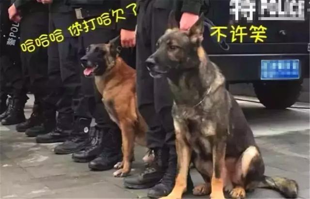 警犬早起出发执行任务, 忍不住打了个大哈欠, 隔壁警犬默默偷笑!