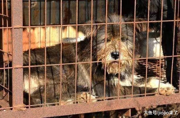 从餐桌食物到珍贵伙伴, 韩国摒弃吃狗肉文化, 狗肉产业接近崩溃