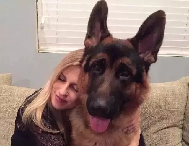 看完德牧的介绍后, 网友: 这不就是我选男友的标准!