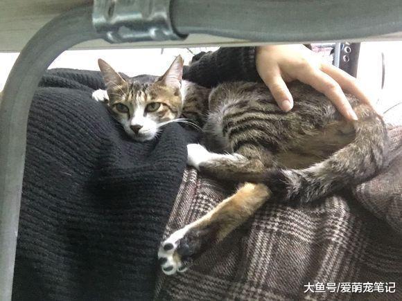 带家里的狸花猫去做产检, 意外收获四只小生命, 网友: 喜当猫外婆